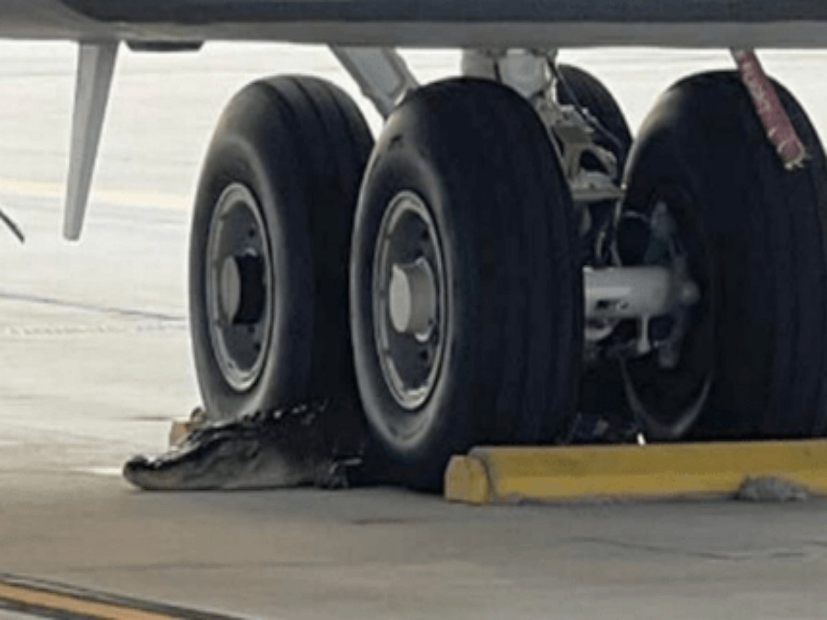 Аллигатор расположился под самолетом на военной базе