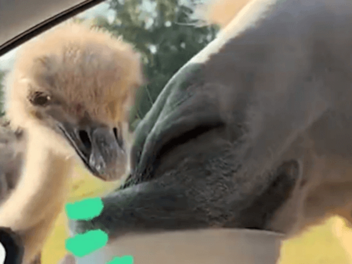 Наглый верблюд объел страуса в сафари-парке