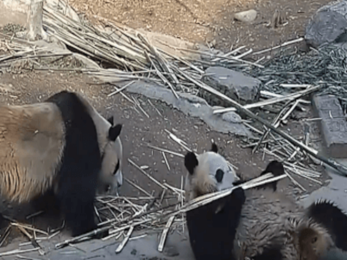 Отбирая бамбук у соперницы, панда стала акробаткой