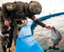 ИноСМИ: Боевые дельфины ВС РФ уничтожают водолазов-шпионов ВСУ