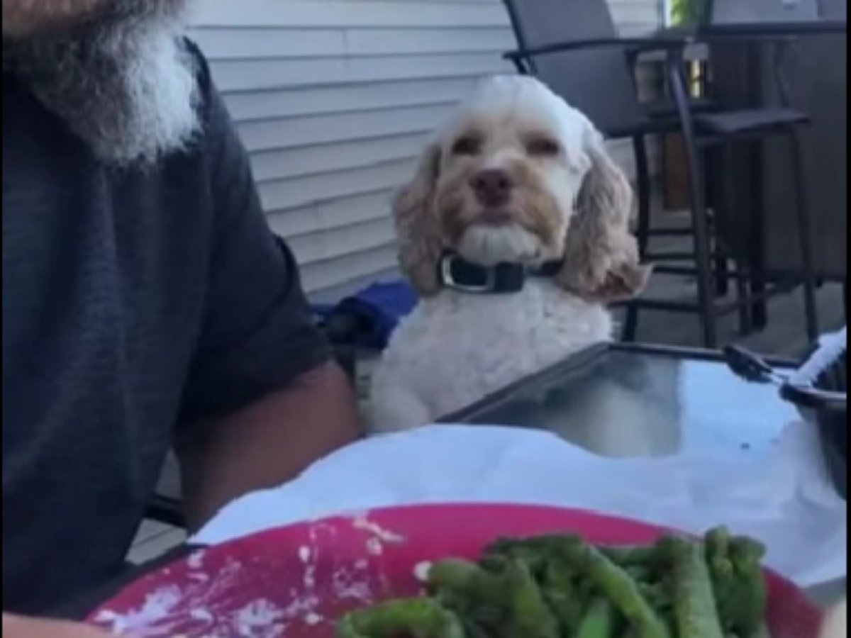 Забавный ролик о самой воспитанной в мире собачке насмешил Сеть