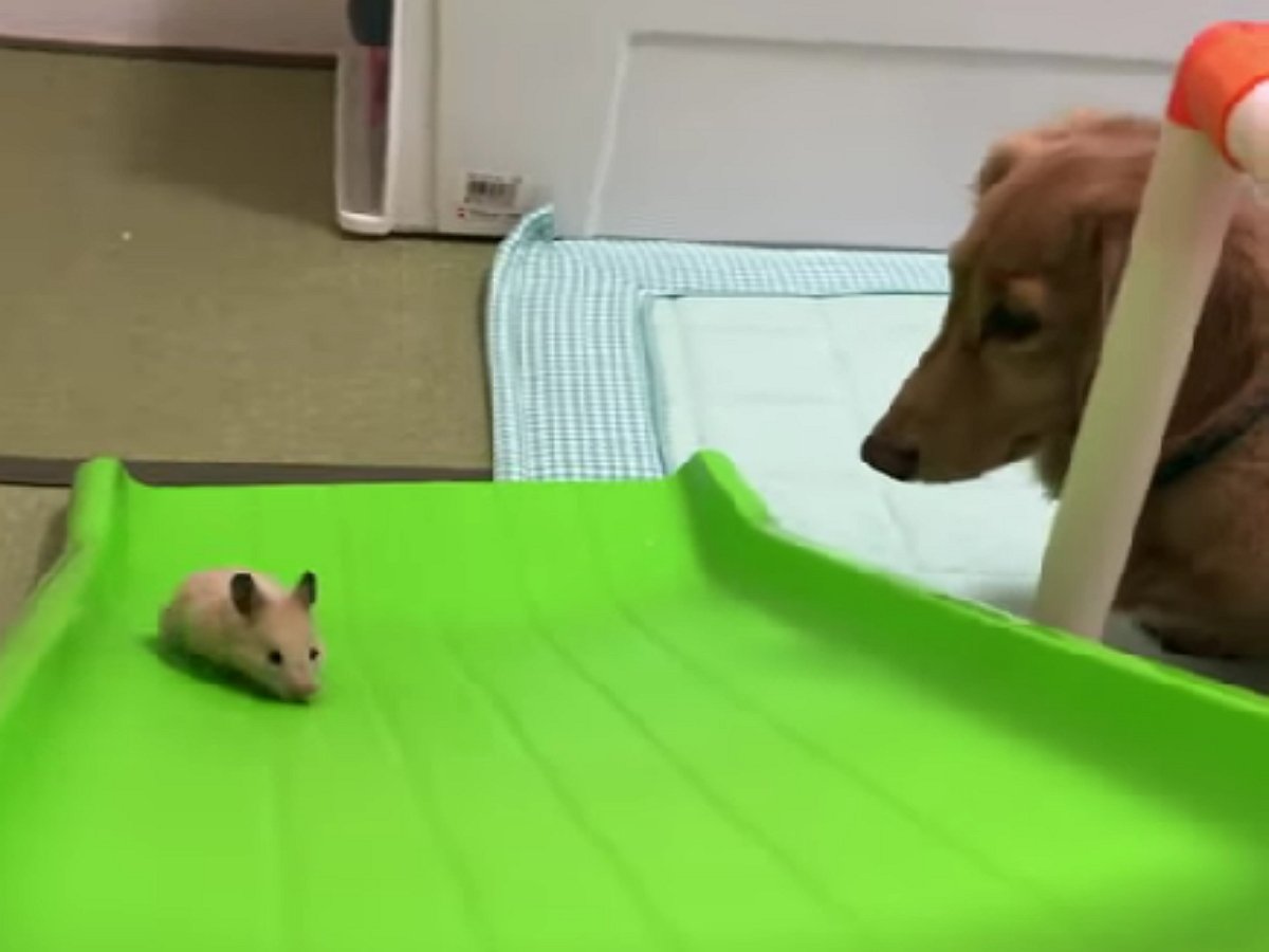 Маленький, но очень настойчивый хомяк штурмует горку