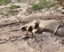 Собачье счастье: пес дорвался до купания в грязи