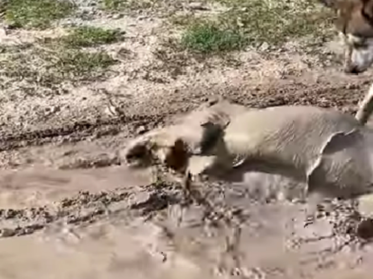 Собачье счастье: пес дорвался до купания в грязи