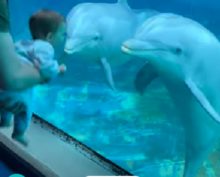 Малыш пришел посмотреть на дельфинов, а те — на него
