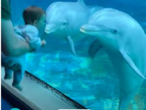 Малыш пришел посмотреть на дельфинов, а те - на него