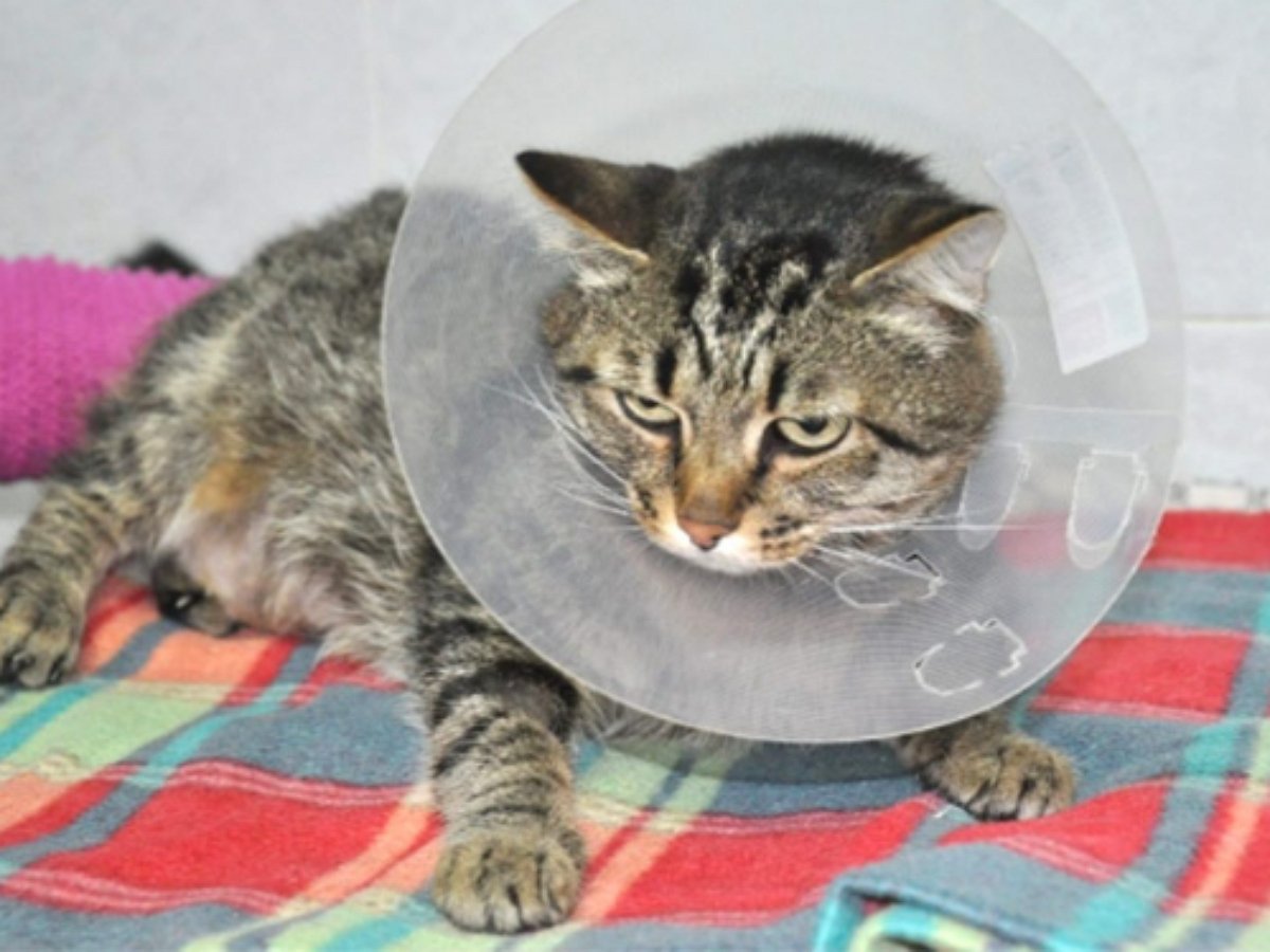 Кошка в ветеринарном воротнике злобно разливает воду по полу