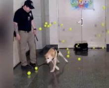 Коллеги провожают служебную собаку на пенсию, подарив ей множество мячиков