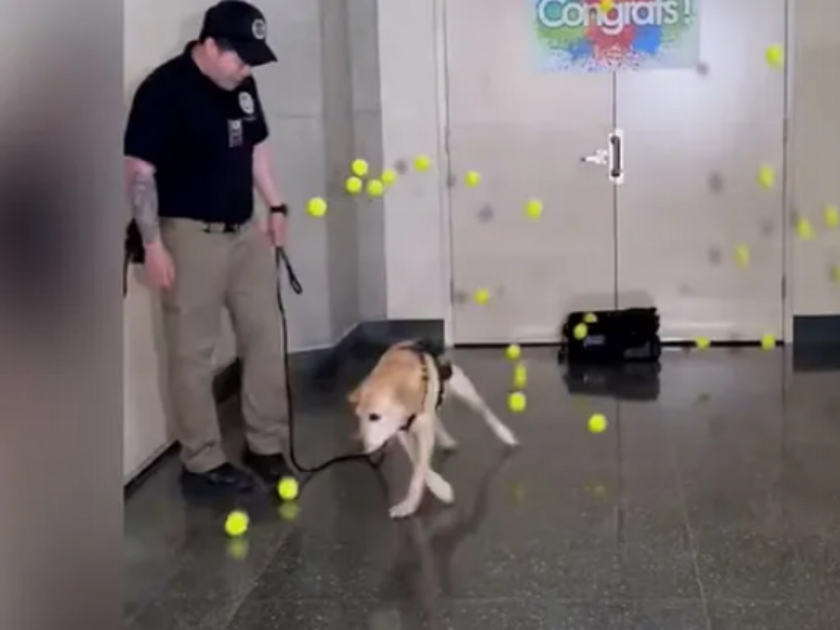 Коллеги провожают служебную собаку на пенсию, подарив ей множество мячиков