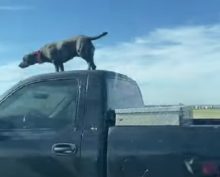 Собака едет на крыше автомобиля