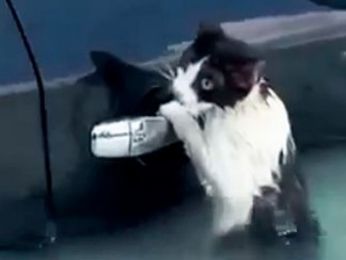 В Дубае во время наводнения спасли кота