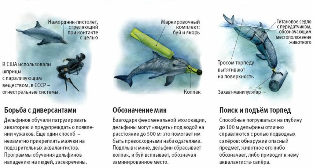 ИноСМИ: боевые дельфины ВС РФ уничтожают водолазов-шпионов ВСУ (ФОТО)7
