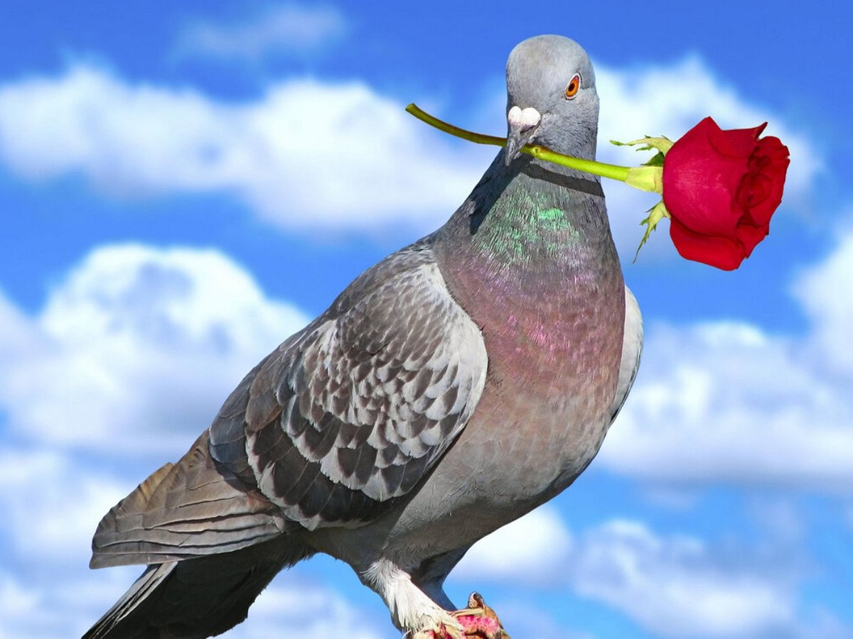 Очень галантный голубь впечатлил пользователей
