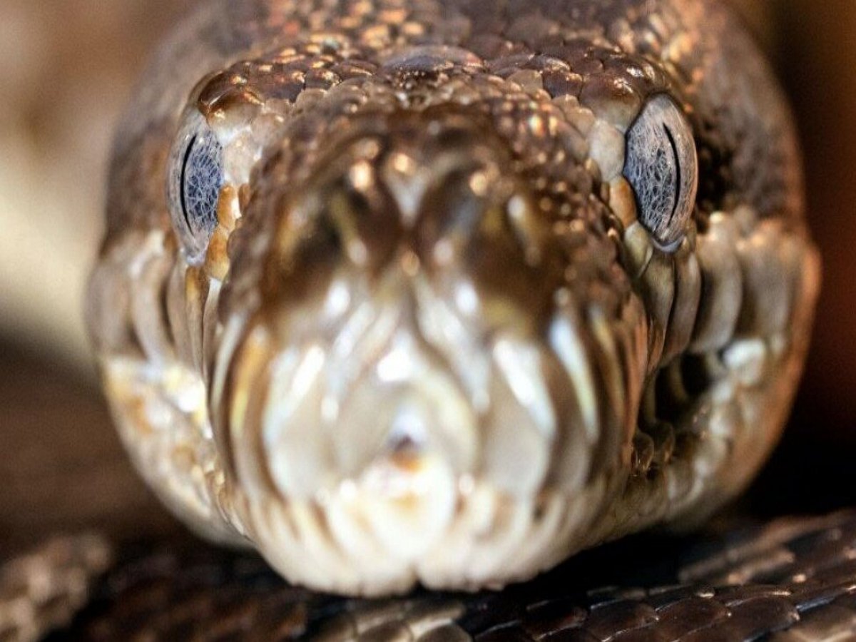 Крупнейшую на планете змею весом 200 кг сняли на видео