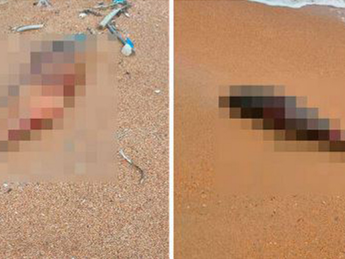 На пляж под Анапой выбросило десятки мертвых дельфинов
