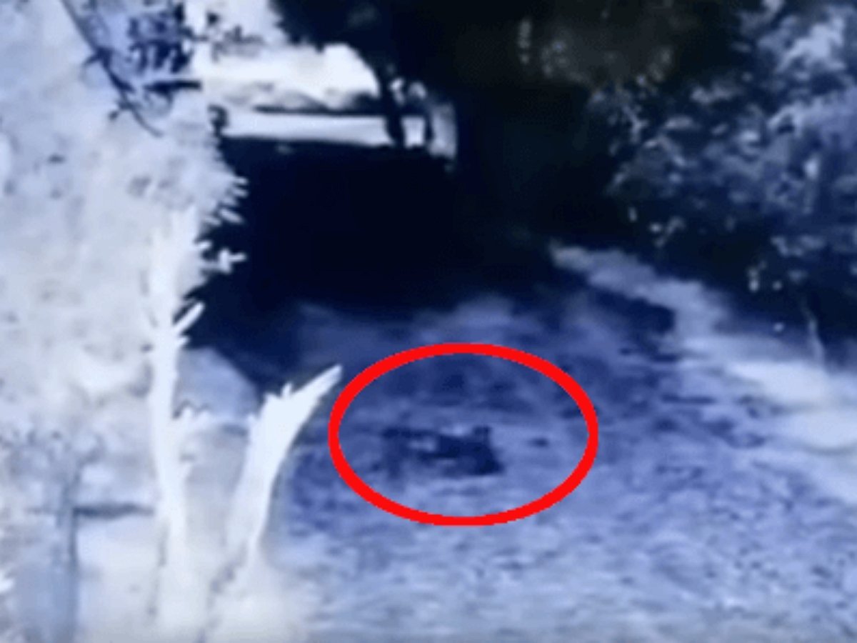 В Мексике дорогу перешел гоблин