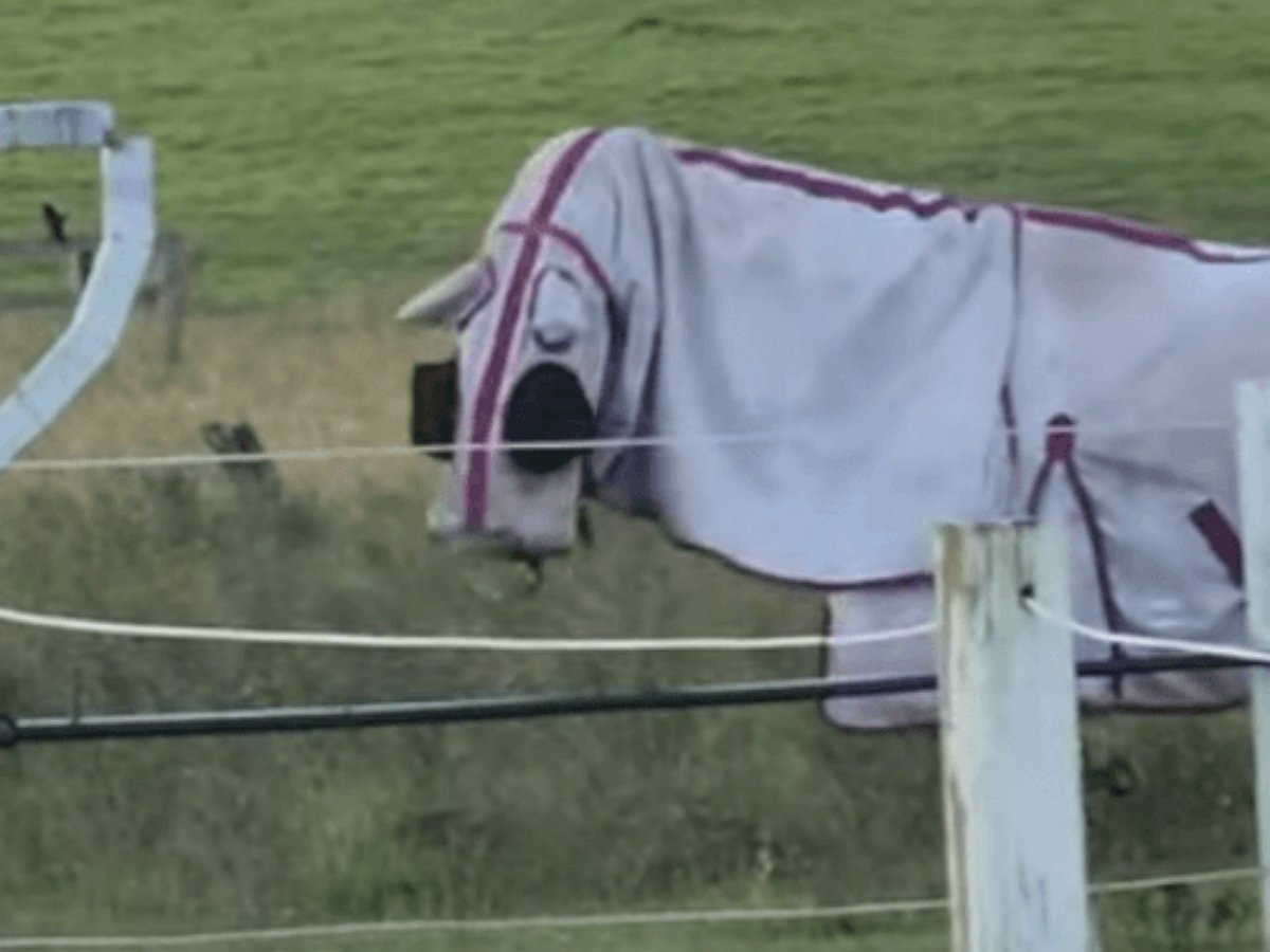 Перед вами тот самый конь в пальто