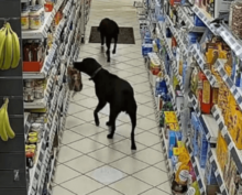 Лабрадоры ограбили магазинчик на заправке