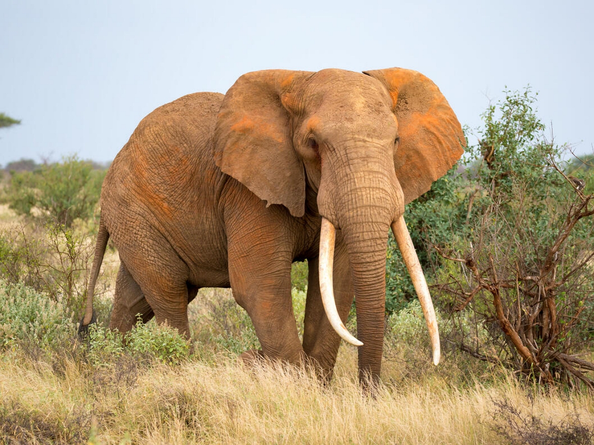 Слон может преодолеть любое препятствие, даже на четвереньках