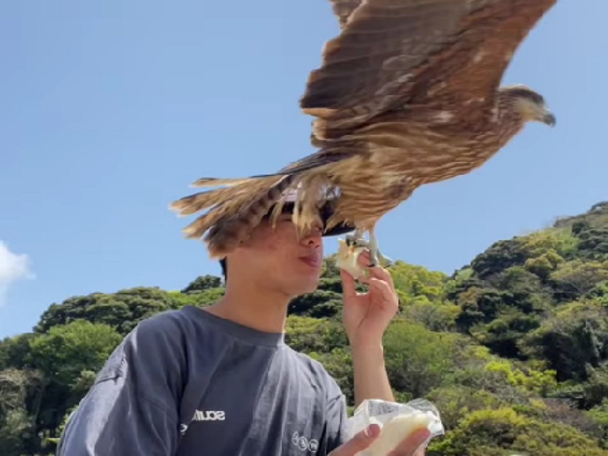 Орел отнял у туриста еду