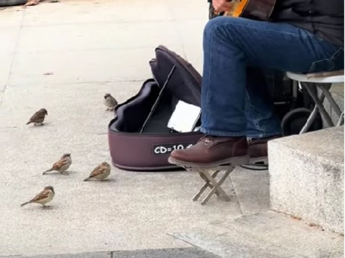 Уличный музыкант дал концерт для воробьев