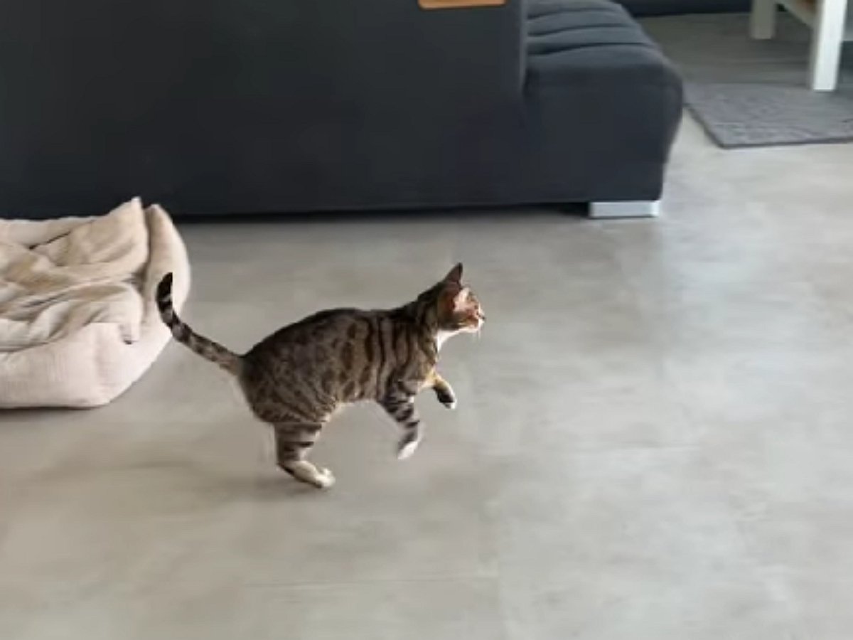 Этот кот достоин «Оскара»