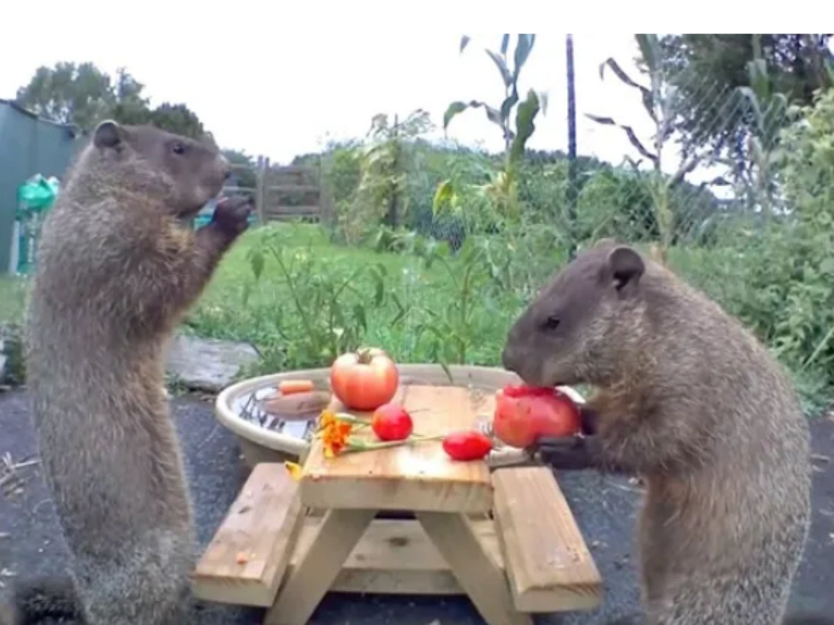У фермера в огороде уже 6 лет процветает семья сурков
