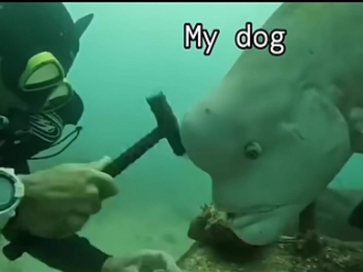 Любопытная рыба мешает дайверу работать