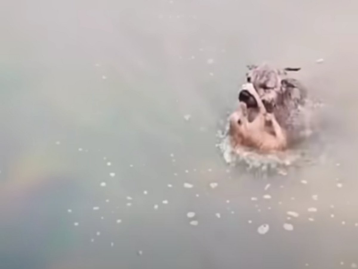 Собака спасла тонущего котика