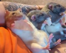 Обычный выходной в крысиной семье