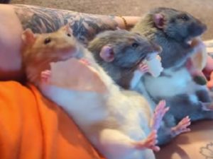 Обычный выходной в крысиной семье