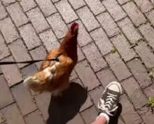 Хозяин выгуливает необычного питомца