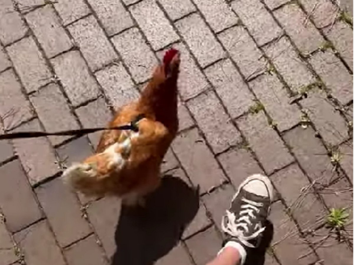 Хозяин выгуливает необычного питомца