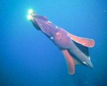 Кальмар с «фарами» атаковал подводную видеокамеру