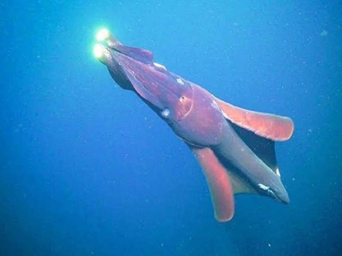 Кальмар с «фарами» атаковал подводную видеокамеру