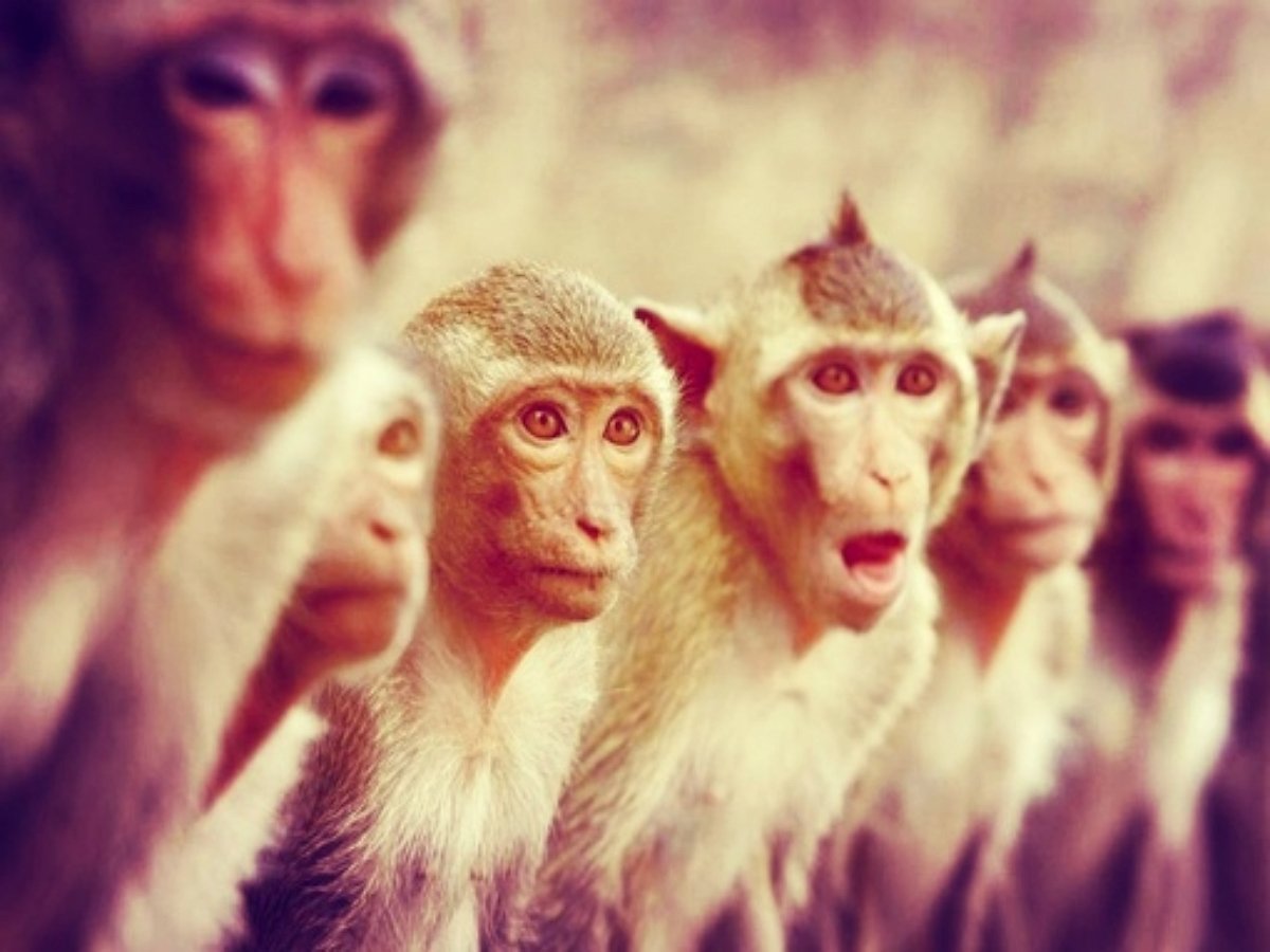 Обезьяны устроили драку у ведра с картофелем