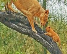 Мама-львица учит своих львят запрыгивать на деревья