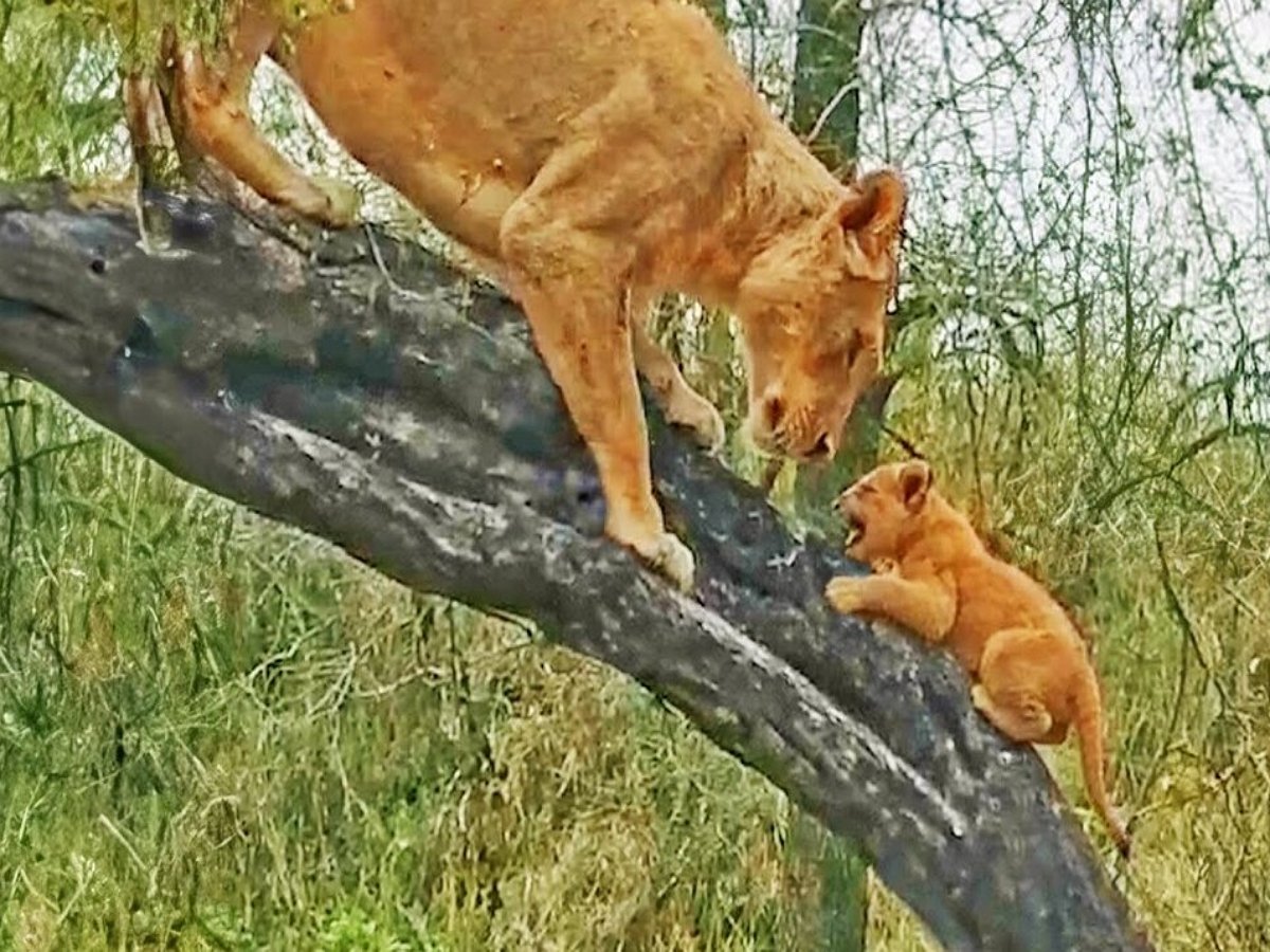 Мама-львица учит своих львят запрыгивать на деревья