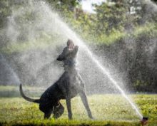 Собака безуспешно ловит струю воды