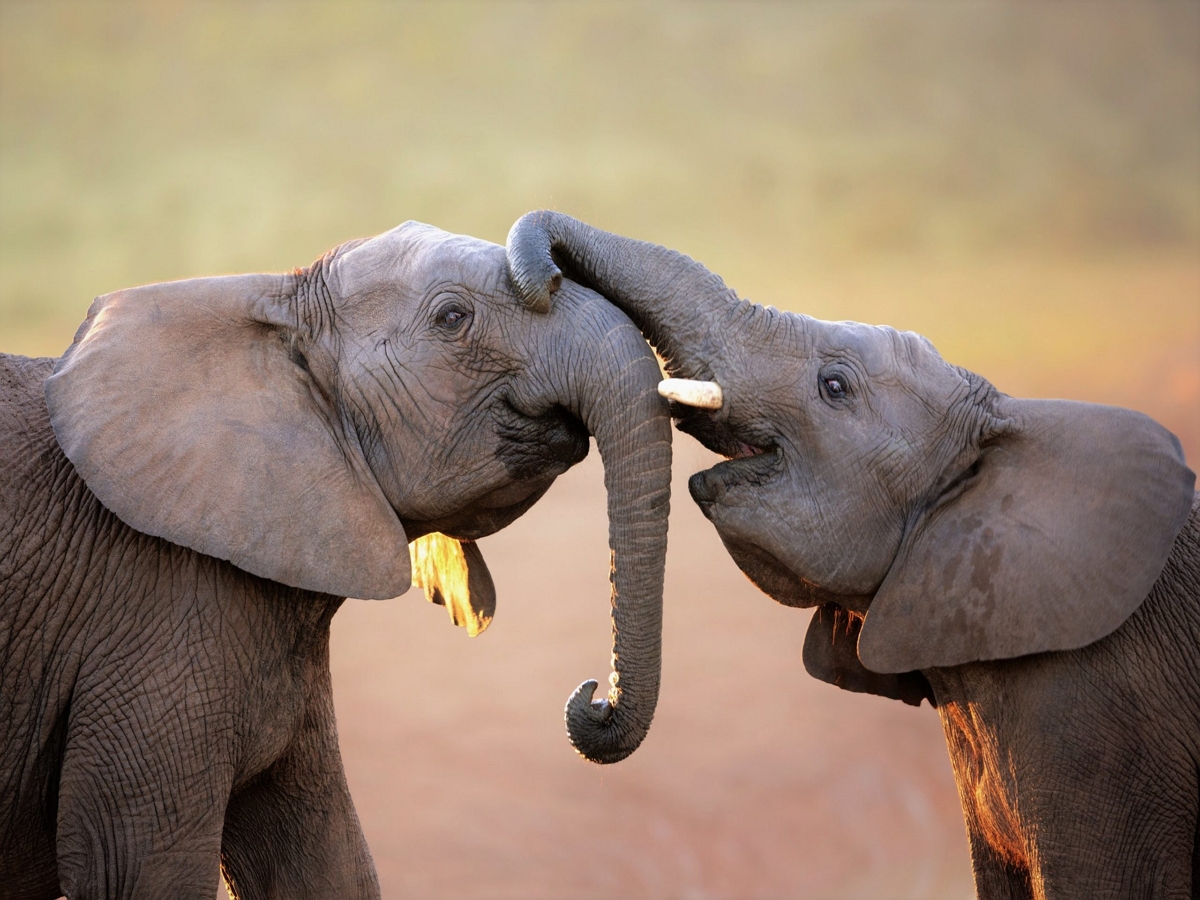 А вы знали, как слоны приветствуют друг друга?