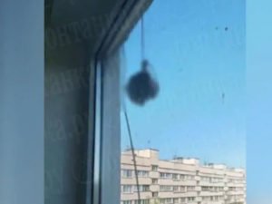 Отрезанная голова