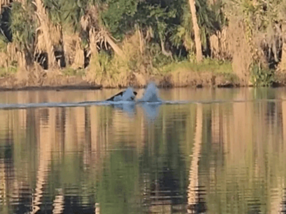 Медведь на реке отбился от двух аллигаторов