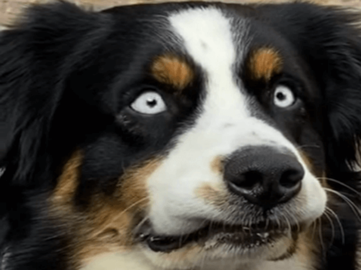 Что происходит с глазами этого пса при виде пиццы?