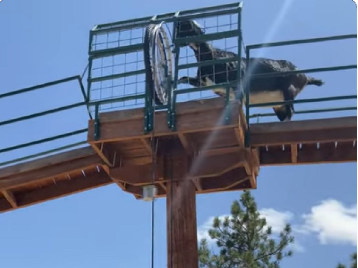 Как покормить ученую козу