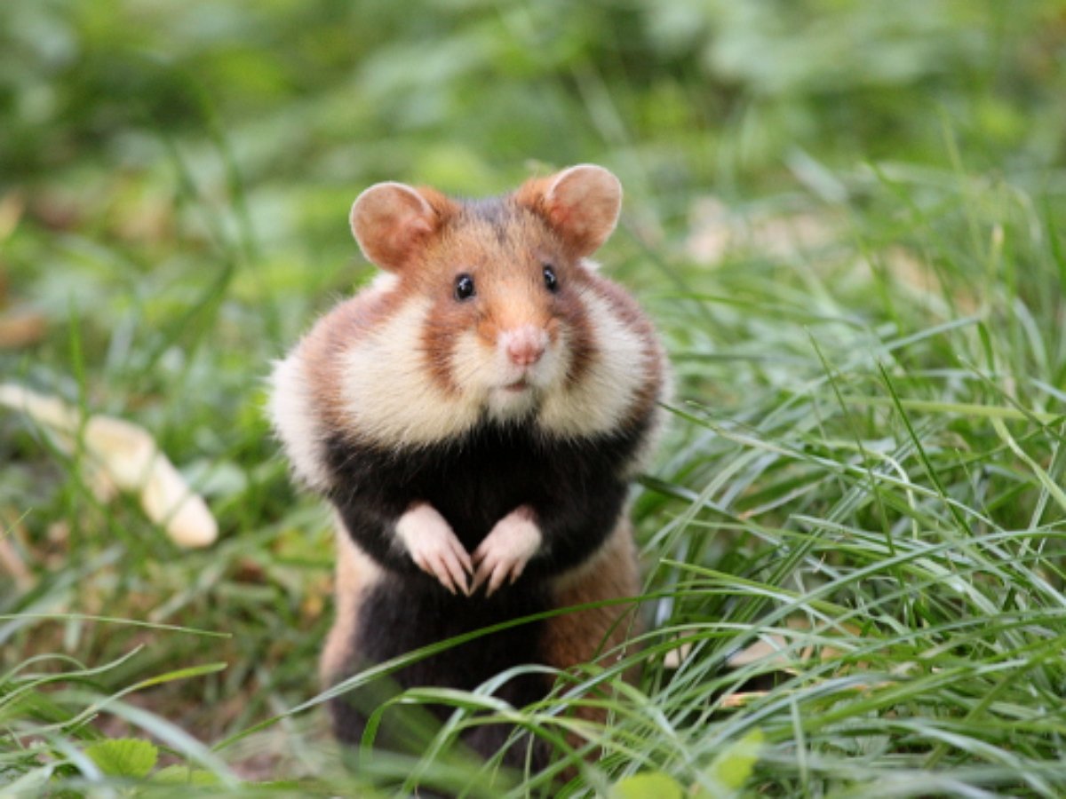 Отважный хомяк нападает на людей