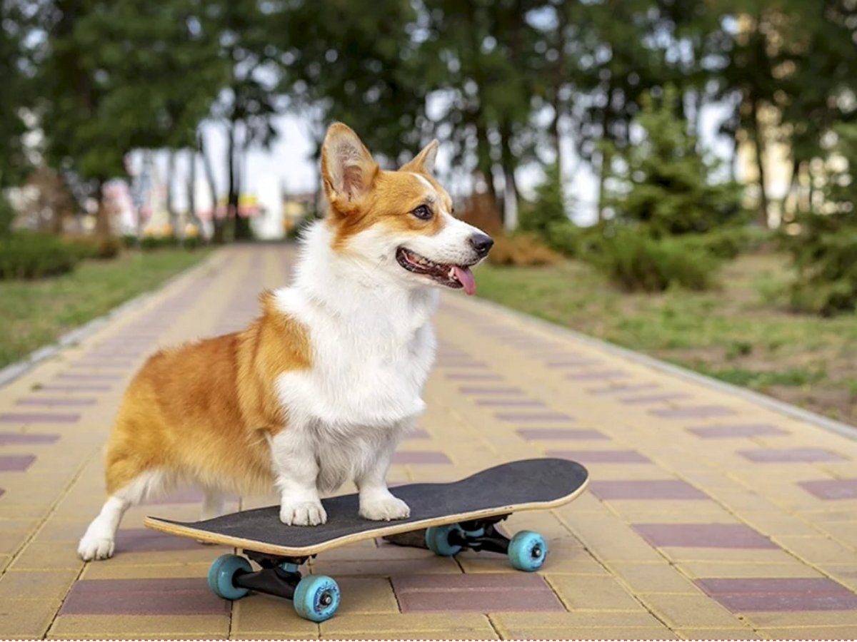 Корги лихо гоняют на скейте