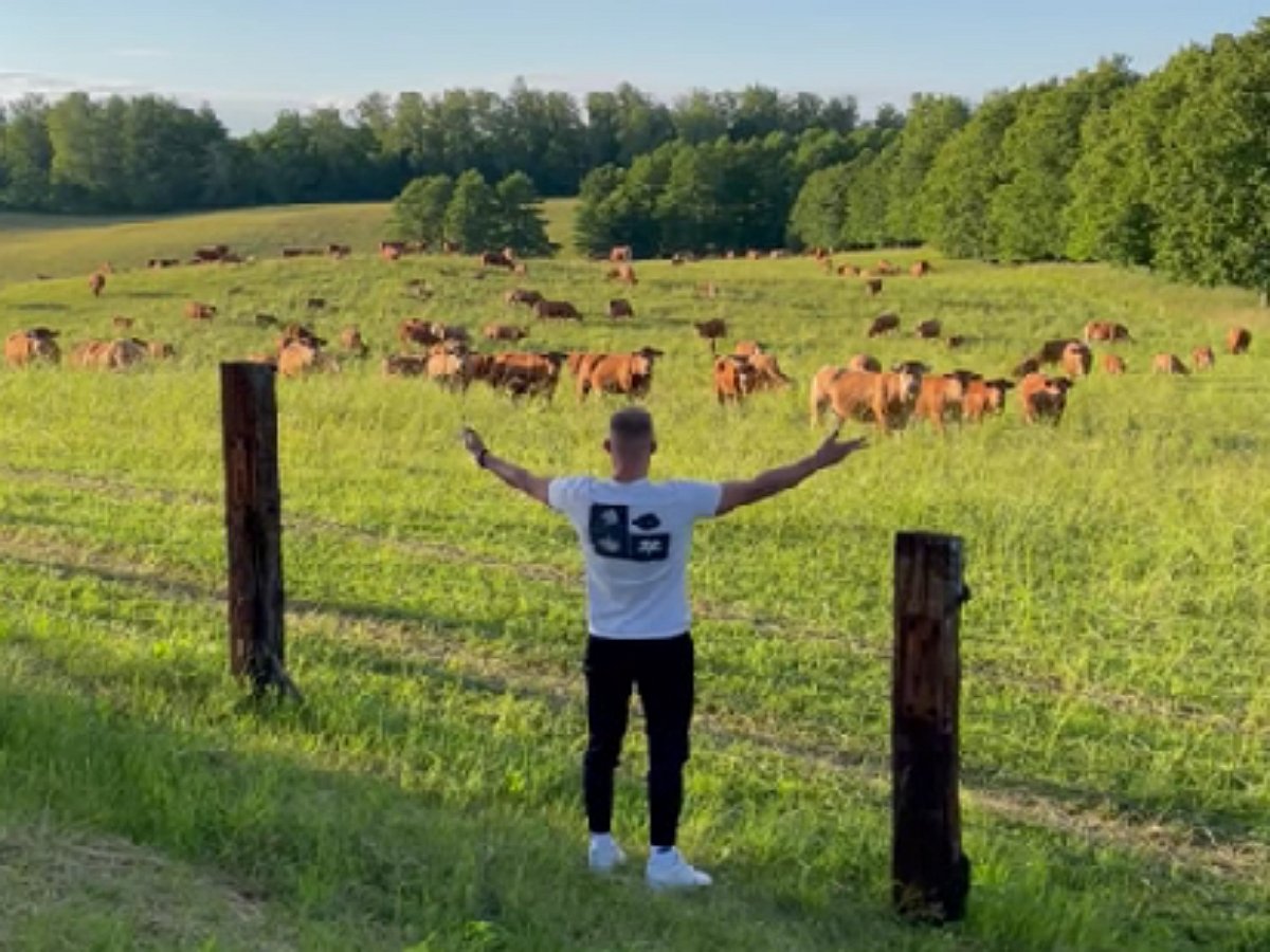 Этот парень дирижирует слаженным коровьим хором
