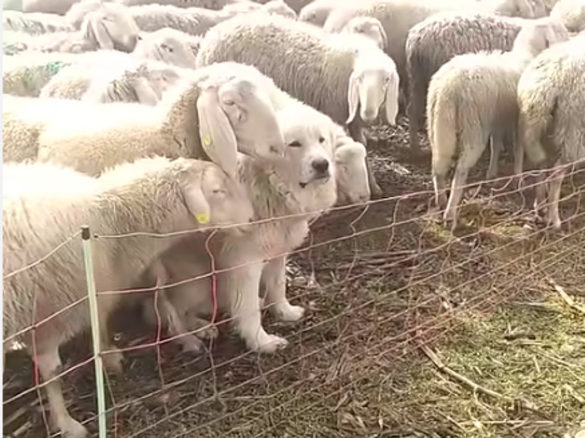 Уровень конспирации — алабай