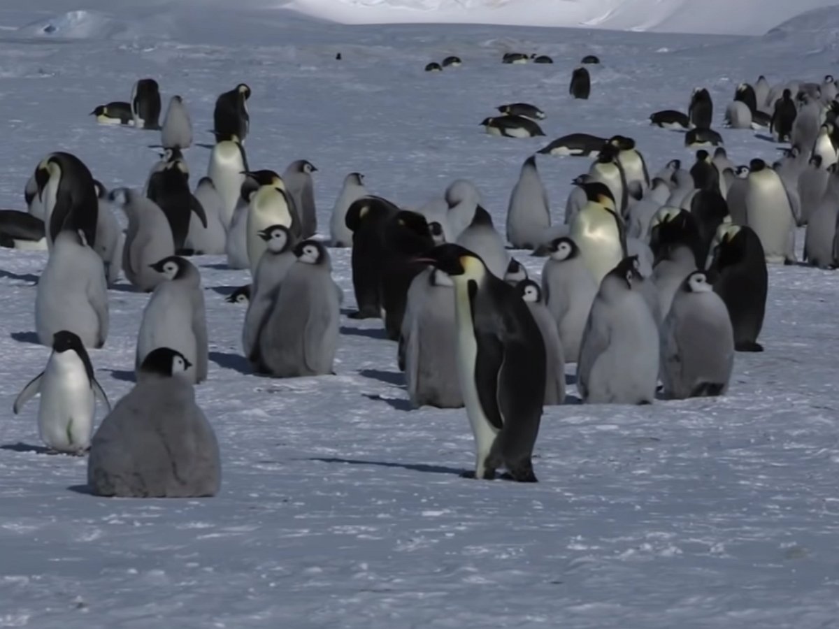 Робот-шпион прокрался в пингвинью стаю