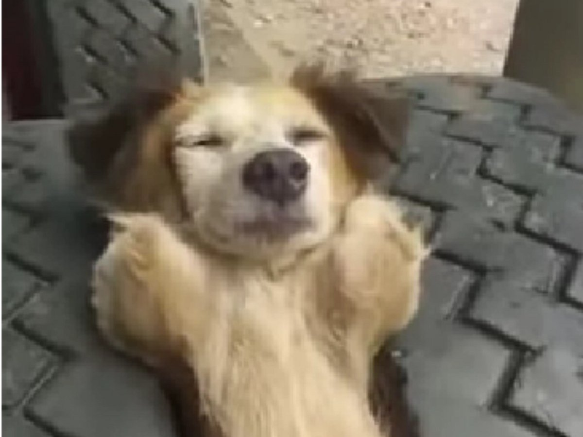 Эта собака умеет чилить